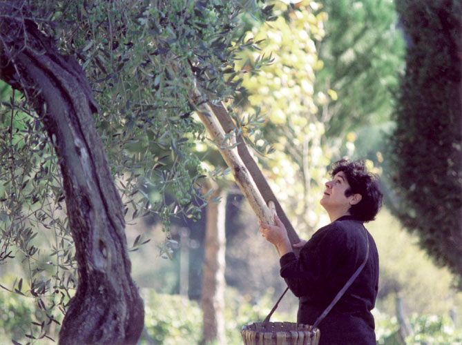 Olives stripped by hand